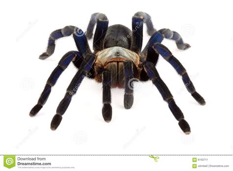 What Do Cobalt Blue Tarantulas Eat Pet Food Guide