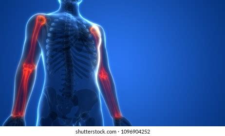 Human Skeleton System Hand Joints Anatomy Stock Illustration 1096904252 | Shutterstock