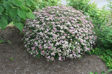 Spirea Little Princess Longview Nursery