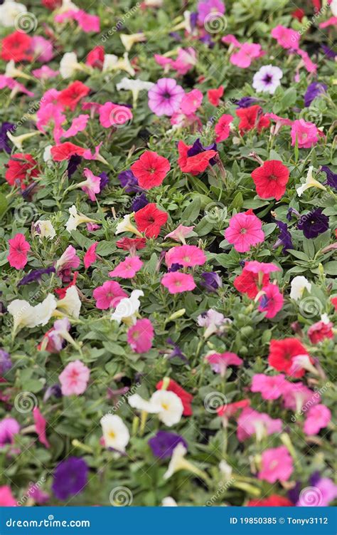 Green Field Covered With Multicolored Flowers Stock Image Image Of