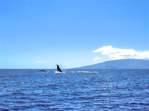 Hawaii Whale Watching Guide: The Best Hawaiian Island For Whale