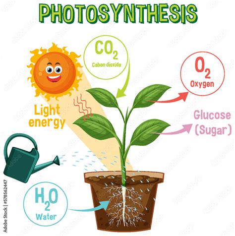 Biology Photosynthesis