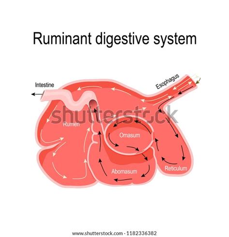 2,243 Cow Stomach Images, Stock Photos & Vectors | Shutterstock