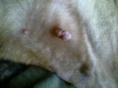 Dog Warts : Types & Treatments - Organic Pet Digest