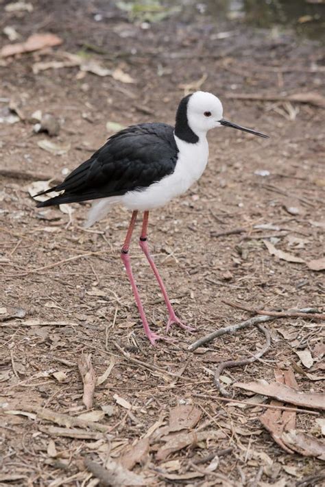 This Is A Side View Of A Black Winged Stilt Stock Photo Image Of Long