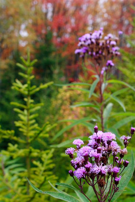 Fall Forest Wildflowers | Flowers| Free Nature Pictures by ForestWander Nature Photography