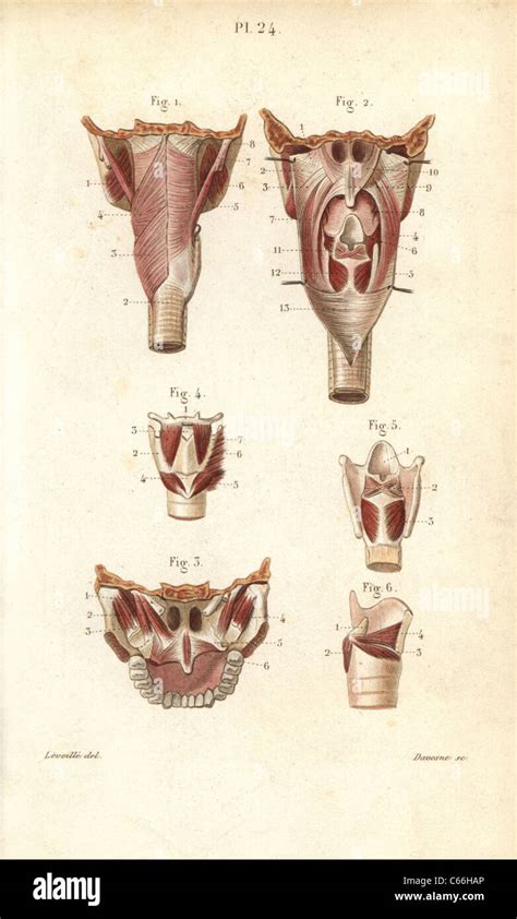 Muscles of the pharynx and larynx Stock Photo - Alamy