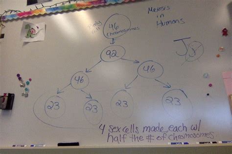 Science Diagram Chapter 3 Diagram Quizlet