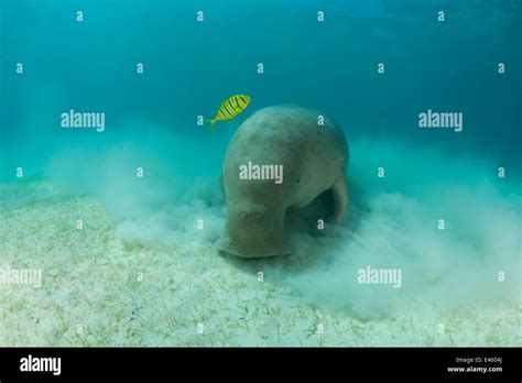 Dugongs Fotos und Bildmaterial in hoher Auflösung Alamy