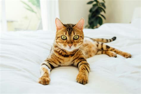 Striped cat breeds: Top 10