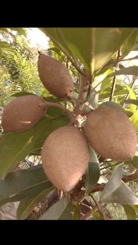 Full Sun Exposure Thai Kalapatti Chiku Grafted Plant For Fruits At Rs