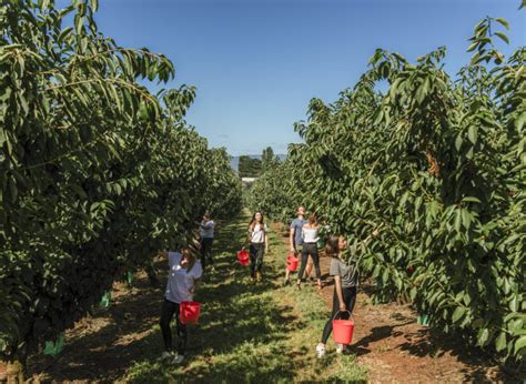 Our Orchards Cherryhill Orchards