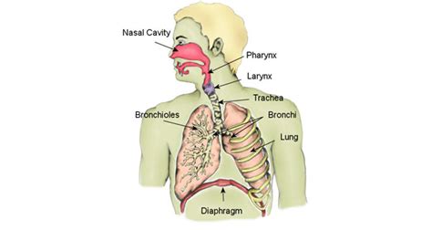 Respiratory System Your Body And Its Systems