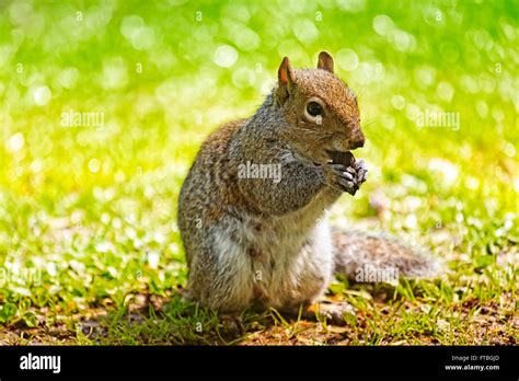 Eichhörnchen Sciurus Vulgaris Essen Auf Einer Wiese Frühling