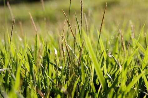 5 Lawns You Can Grow From Seed Jims Mowing