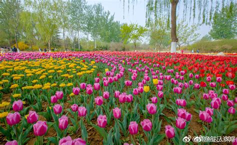 千万不要错过 章丘植物园的郁金香花开了~