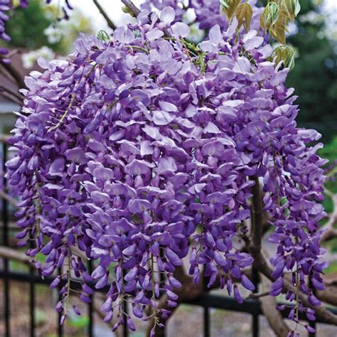 Have A Question About Spring Hill Nurseries Japanese Wistera Live Bare