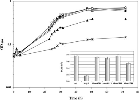 Lmo2748 And ⌬ Sigb Mutants Have A Slow Growth Phenotype In Bhi Medium