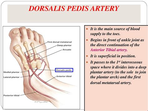 Dorsalis Pedis Artery Palpation