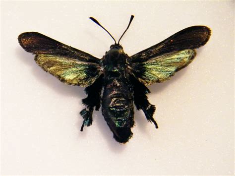 Bumblebee Moth Lenyra Melittia Ashtaroth Thailand World Of