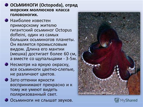 Презентация на тему: "ОСЬМИНОГИ (Octopoda), отряд морских моллюсков ...