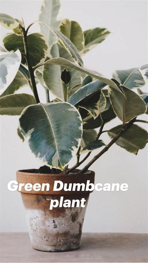 Green Dumbcane Plant Plants House Plants Easy House Plants