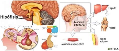 Gl Ndula Hip Fisis Definici N Funci N Morfolog A Y Trastornos Asociados