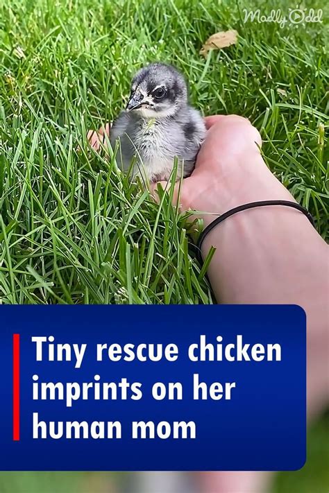 Tiny Rescue Chicken Imprints On Her Human Mom Baby Chickens Baby