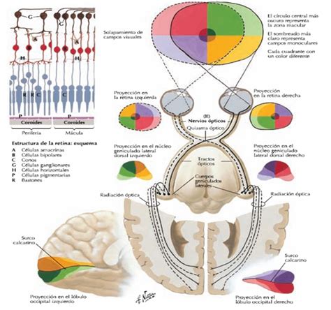 El Ojo Estructura Y Función Anatomía De La Vía Pupilar Y óptica