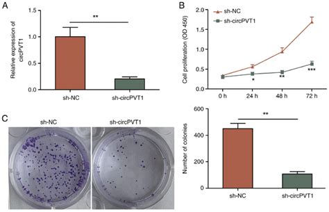 Knockdown Of Circpvt Inhibits Proliferation And Colony Formation Of