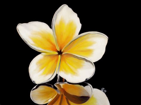 Plumeria Flower Painting At Explore Collection Of