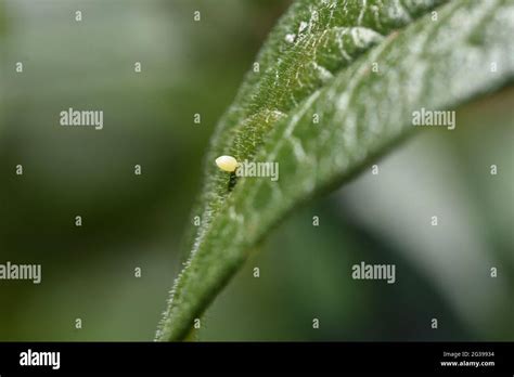 Butterfly Egg