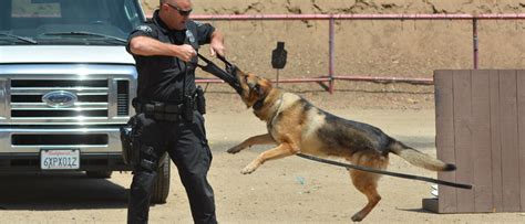 Las Mejores Razas De Perros Polic A