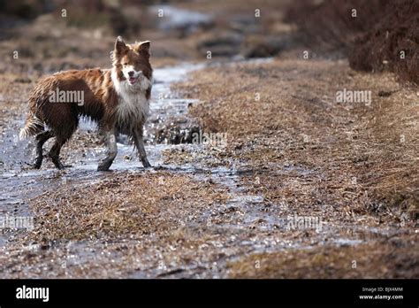 Muddy Dog High Resolution Stock Photography And Images Alamy