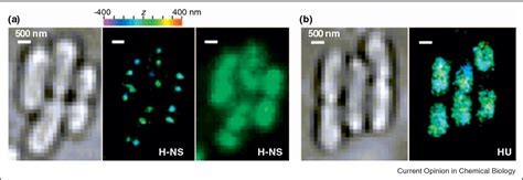 Super Resolution Fluorescence Microscopy As A Tool To Study The