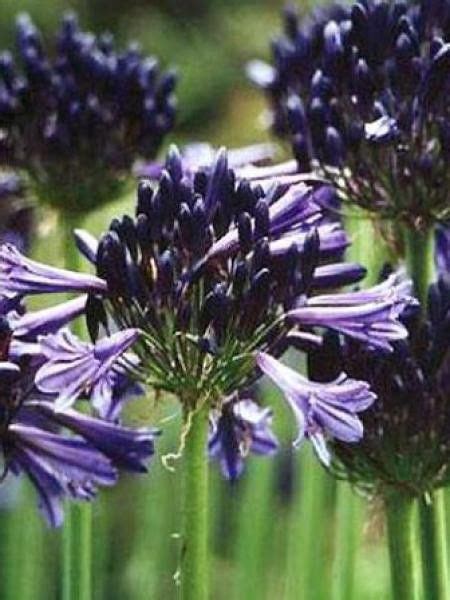 Agapanthe Black Pantha Agapanthus Le Jardin Du Pic Vert