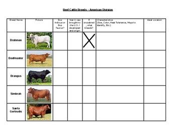 American Show Cattle Breeds Notes by Ag Vocate | TPT