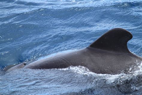 Images Gratuites Mer Eau Oc An Sous Marin Nager La Biologie La