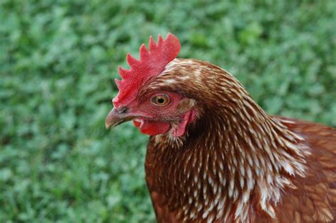 Golden Comet Chicken Breed Guide Eco Peanut