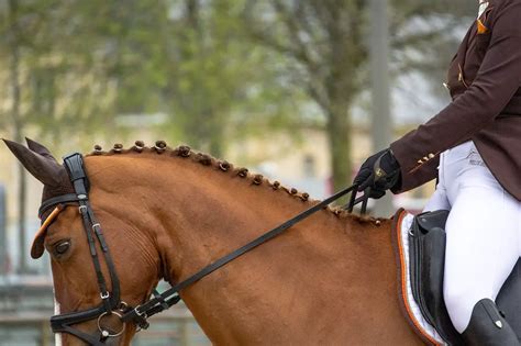 ROLLKUR EXPLAINED: WHAT IT IS AND WHAT IT ISN’T – Just for my Horse