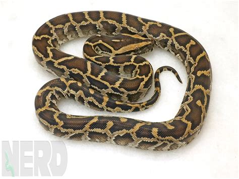 Normal Burmese Python By New England Reptile Distributors Morphmarket