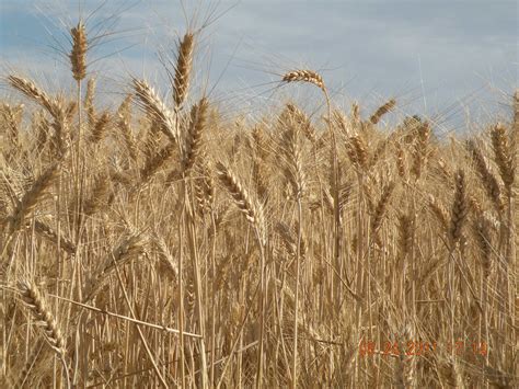 Our Wheat Went 81 Bushels To The Acre Acre Farm Bushel