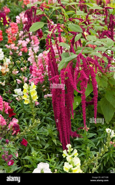 Antirrhinum Snapdragons Hi Res Stock Photography And Images Alamy