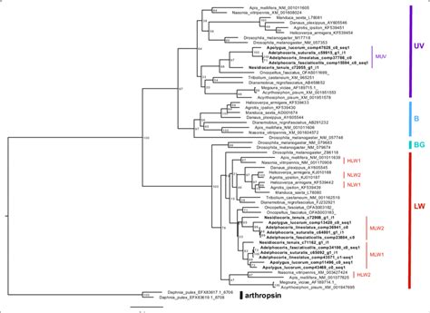 Phylogenetic Reconstruction Of Opsins In Insects And Duplication Of LW