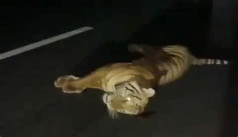 Viral Mobil Tabrak Harimau Di Tol Cisumdawu Begini Faktanya