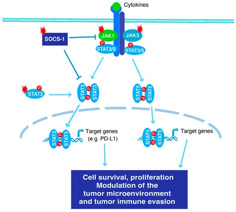 Cancers Free Full Text Stat3 Activation And Oncogenesis In Lymphoma