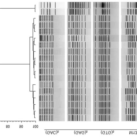 Dendrogram Based On The Similarity Of Pcr Fingerprinting Patterns Of