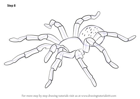 Step by Step How to Draw a Tarantula : DrawingTutorials101.com