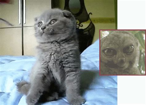 Scottish Fold Looks Like A Lemur On Make A 