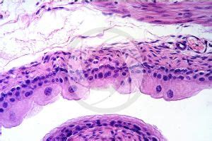 Rat Urinary Bladder Transverse Section X Rat Mammals